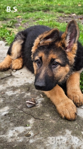 Немска овчарка женска , снимка 3 - Немска овчарка - 52536918