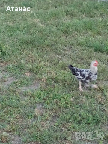  Декоративни петлета, снимка 4 - Кокошки и пуйки - 51786287