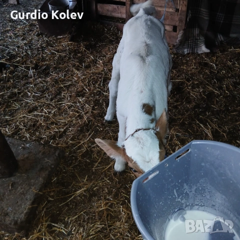 Телета , снимка 6 - Крави - 54296409