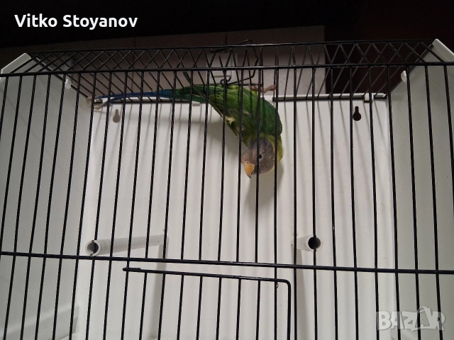 Сливоглав александър-женски, снимка 5 - Папагали - 53999711