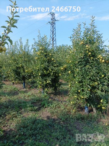 Продавам ябълкова градина, снимка 12 - Земеделска земя - 42316614
