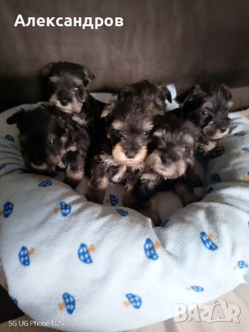 Кученца Цверг Шнауцер , снимка 4 - Други - 52300496