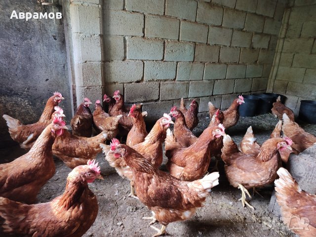 домашни кокоши яйца, снимка 2 - други­ - 42474882