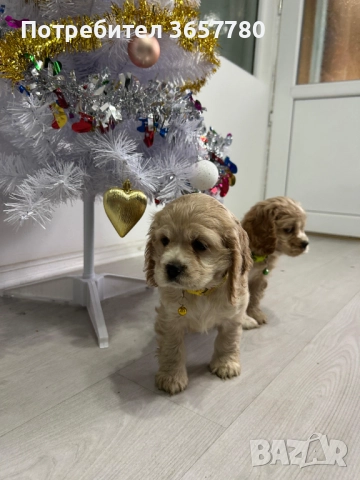 Американски кокер шпаноли, снимка 4 - Кокер шпаньол - 52794381