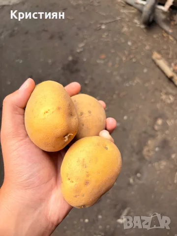 продавам Картофи