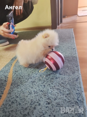 Померан, снимка 13 - Померан - 52946732