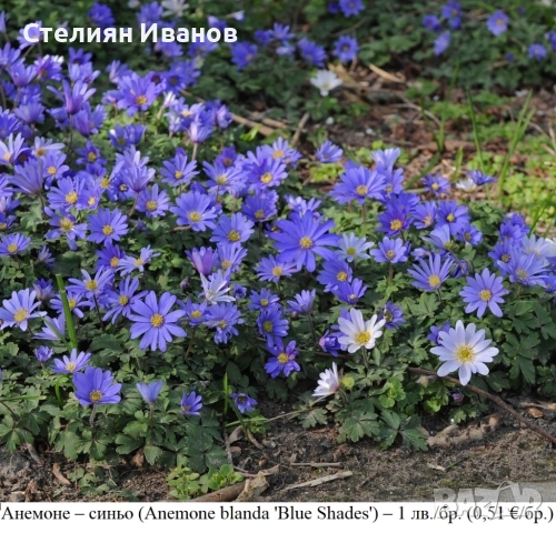 Анемоне – синьо (Anemone blanda 'Blue Shades') –  грудки