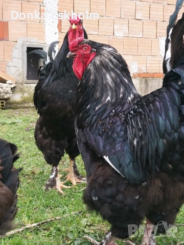 пилета, снимка 6 - Кокошки и пуйки - 54304411