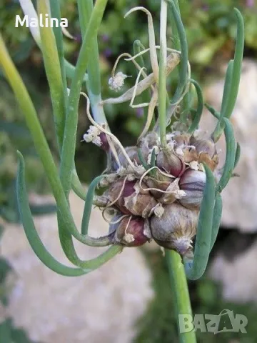 Вечен лук, многоетажен лук, въздушен лук, живораждащ лук , снимка 6 - Градински цветя и растения - 45035276