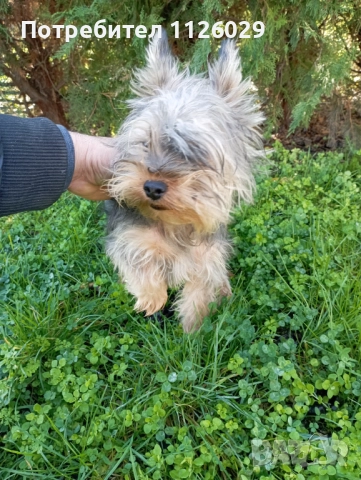 Йорки момче на 8 месеца , снимка 5 - Йоркширски териер - 52624591