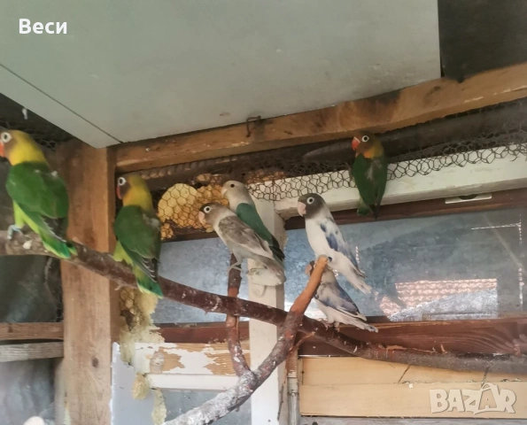 Продавам неразделки(маскови и фишер), снимка 3 - Папагали - 52909602