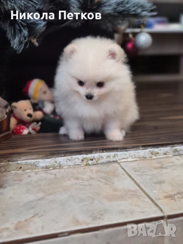Померан , снимка 3 - Померан - 52790471