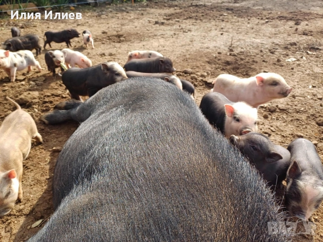 Виетнамски прасета, снимка 9 - Други животни - 52072298