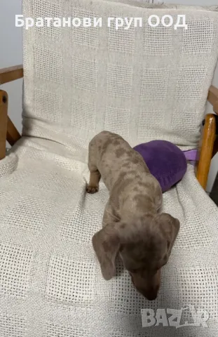 Мини Дакел, снимка 7 - Дакели - 49930212