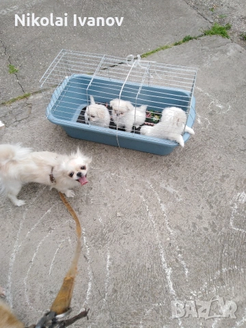 Пекинезчета бели мъжки на 2 месец, снимка 12 - Пекинез - 53939562