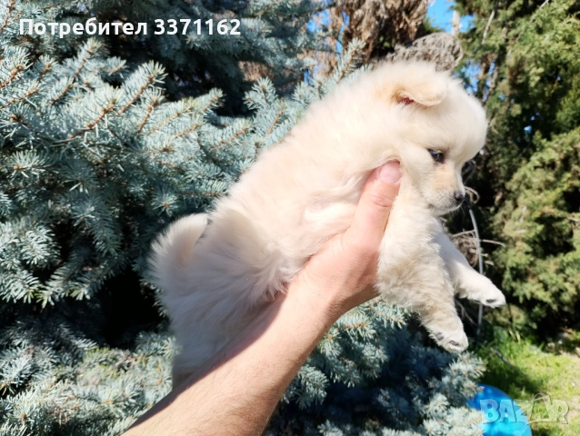 Померан , снимка 5 - Померан - 54151359