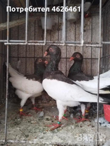 Датски летачи, снимка 12 - Гълъби - 52098870