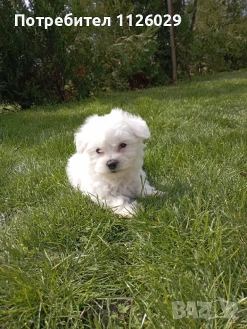 Малтийска болонка момиче , снимка 2 - Болонка - 52955923