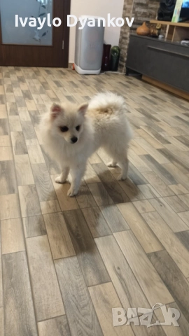 Померанче, снимка 9 - Шпиц - 52891129