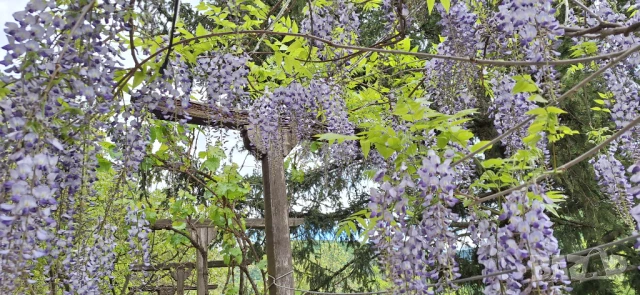 Вистерия/ глициния