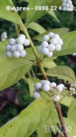 Каликарпа - Налични 2 вида Бяла - Callicarpa dichotoma Albibacea Лилава -Callicarpa dichotoma 'Issai