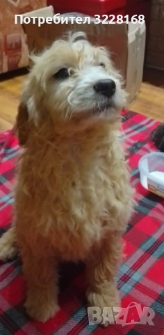 кученца за трюфели