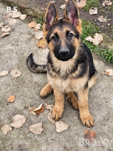 Немска овчарка женска 