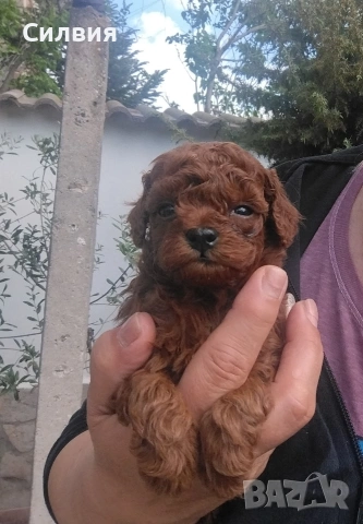 предлагам той пудели , снимка 2 - Пудели - 54271588