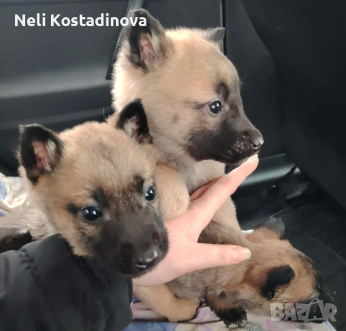 Белгийска овчарка Малиноа , снимка 7 - Белгийска овчарка - 53273246