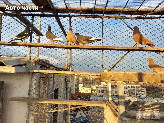 Продавам пазарджишки  високолетци, снимка 9 - Гълъби - 39956489