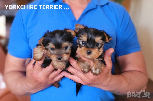 Мини Йоркширски териер йорки, снимка 3 - Йоркширски териер - 54303773
