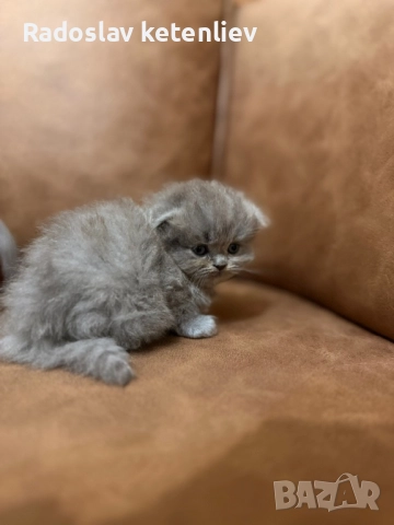 Шотландска клепоуха , снимка 6 - Британска късокосместа - 52379618