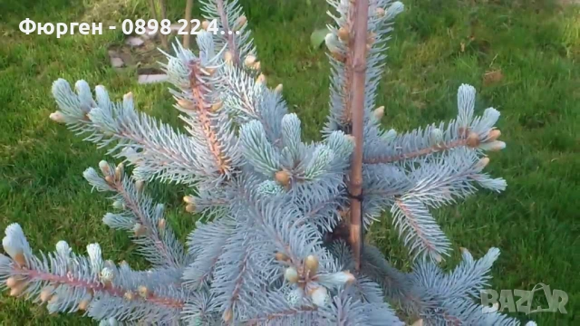 Сребрист смърч (Picea pungens), снимка 2 - Градински цветя и растения - 29531057