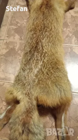 Кожа от лисица, снимка 3 - Антикварни и старинни предмети - 48744215