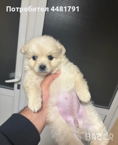 Померан-Мини шпиц, снимка 5 - Померан - 54044256