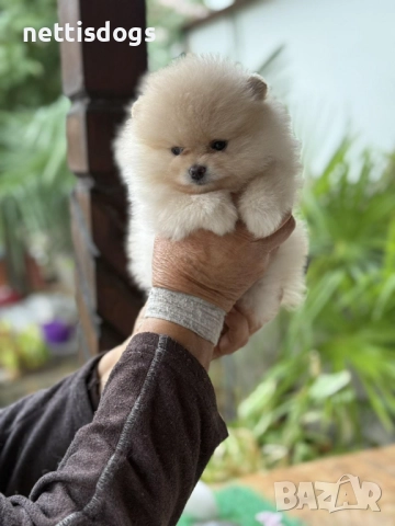 Много сладък Мини Померан, снимка 3 - Померан - 37988243