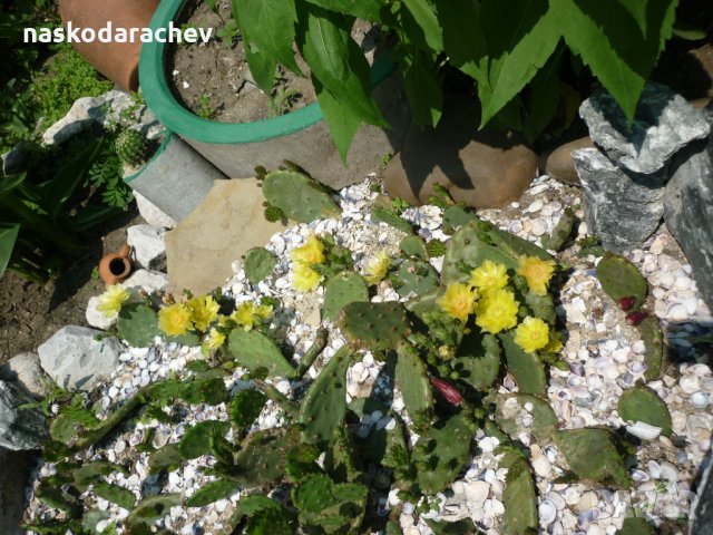Студоустойчиви кактуси Опунция (Бодлива круша) подходящи за Вашата красива градина, снимка 16 - Градински цветя и растения - 29201767