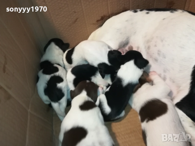 ДЖАК РЪСЕЛ-ПРОДАВАМЕ КУЧЕНЦА 250ЛВ ЗА БРОЙ 2908250958, снимка 7 - Джак ръсел териер - 51530695