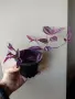 Традесканция, tradescantia Pink paradise, снимка 3