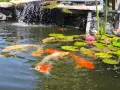 Японски шарани Кои, снимка 4