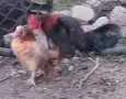 Сарама Малайзиатска мини кокошки , снимка 3