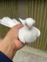 Шуменски гълъби, снимка 8