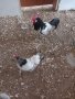 Семейство  кокошка и петел лакенфелдер, снимка 1