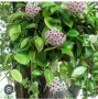 Восъчно цвете, вкоренено, снимка 3
