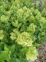3 вида Хортензия paniculata - червена бяла и розова, снимка 12