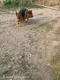 Елитни немски овчарки, снимка 3