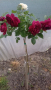 Щамбови рози, цветово разнообразие., снимка 1
