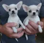 Кученца чихуахуа, снимка 2