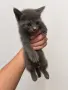 Подарявам 3 малки котенца, снимка 2