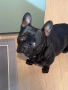 Мъжки Френски булдог търси дама, снимка 5